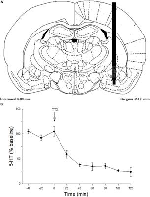 Prior stress and vasopressin promote corticotropin-releasing factor inhibition of serotonin release in the central nucleus of the amygdala